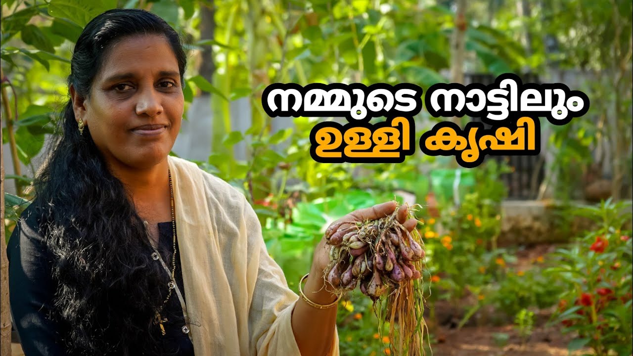 ഉള്ളി കൃഷിയുടെ വിളവെടുപ്പ്  | Ulli Krishi | Onion Harvesting in Malayalam