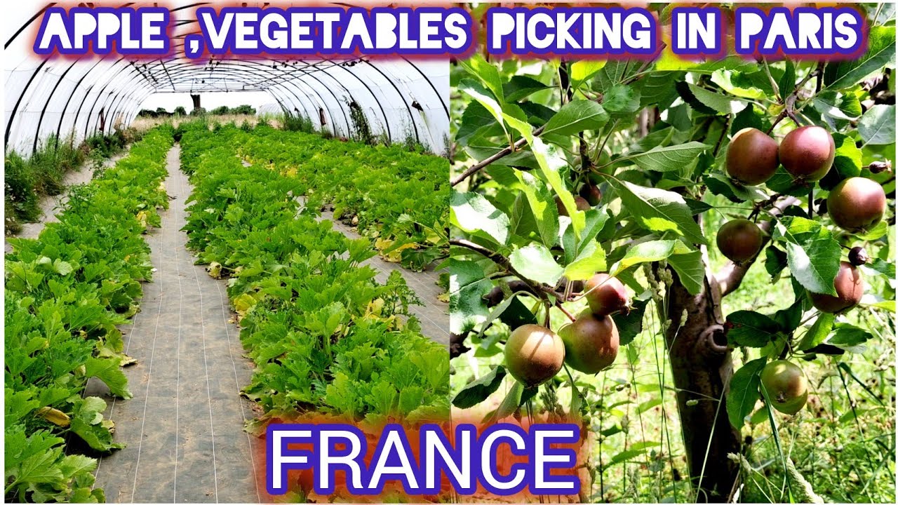 Apple Garden in Paris,Strawberry &Vegetable Picking Farm  ||La Cueillette