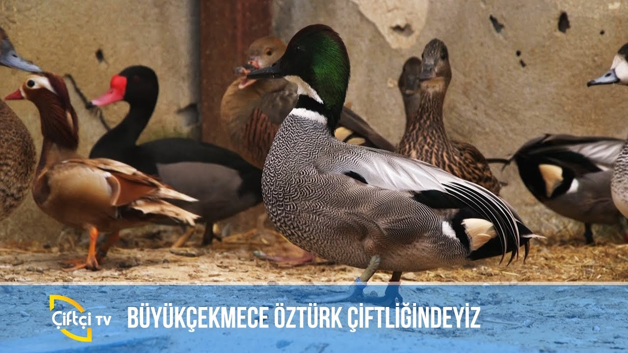 Kuş Türleri ve Özellikleri -SÜSLÜ