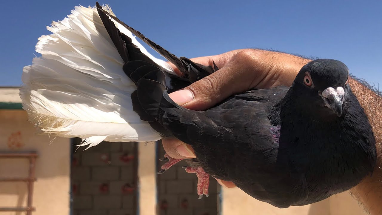 صيد نوري اسود عتنقيل نزل 💪🏾
