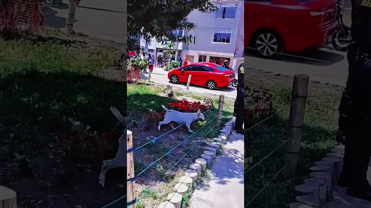 Эта собака просто хотела поиграть 😂 Полицейская этого не ожидала #шорты