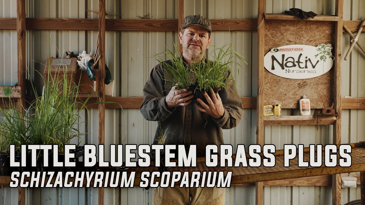 Little Bluestem Native Grass Plugs (Schizachyrium scoparium)