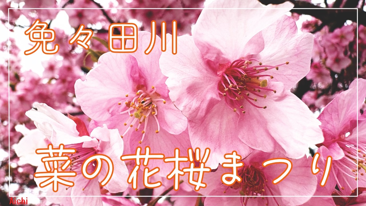 免々田川 菜の花桜まつり（愛知）☆Ninja650☆