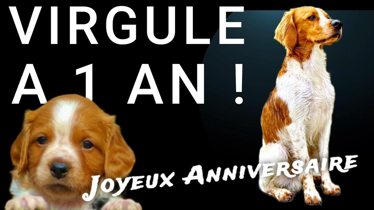 Virgule, EPAGNEUL BRETON A UN AN !!! Né le 08/05/24