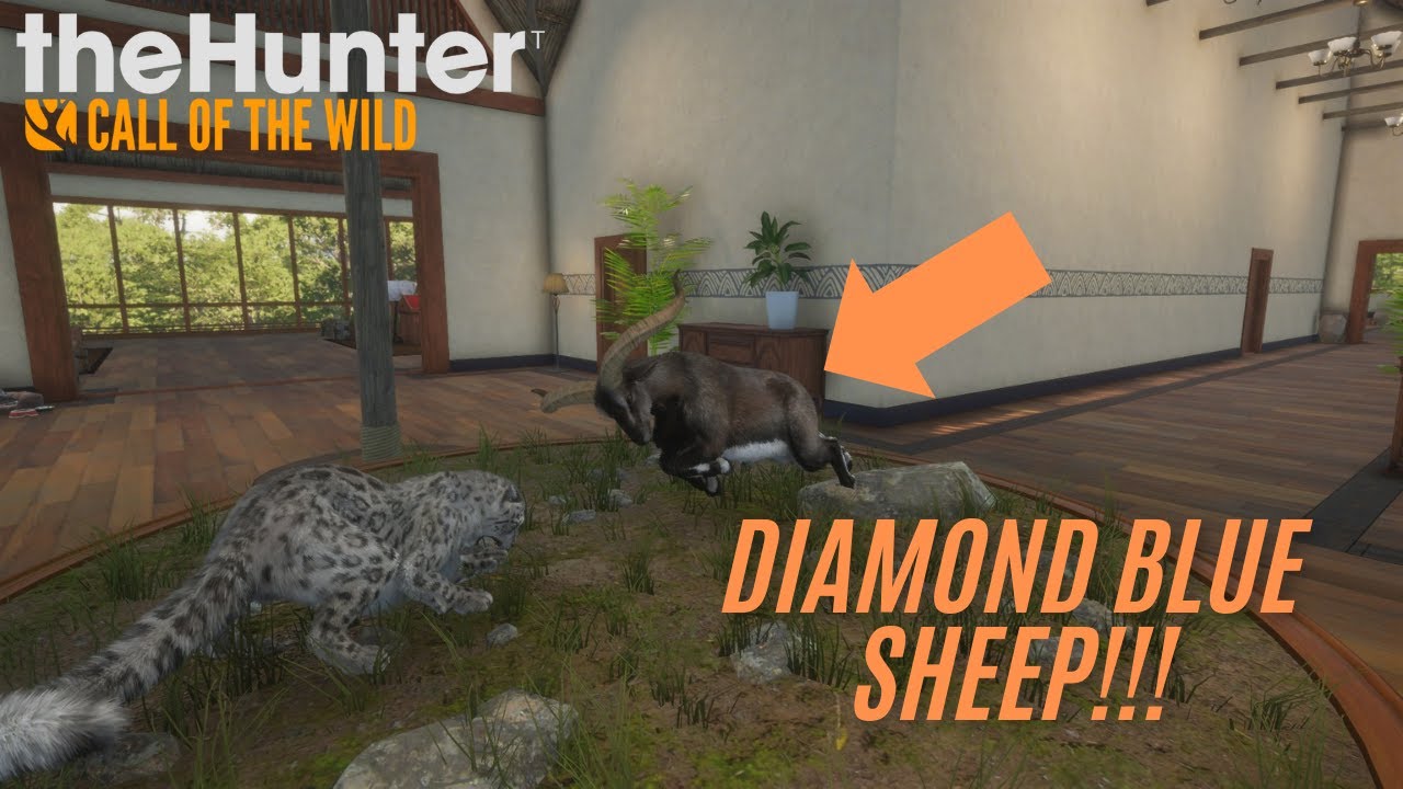 HUNTING trophy SHEEP on Sundarpatan