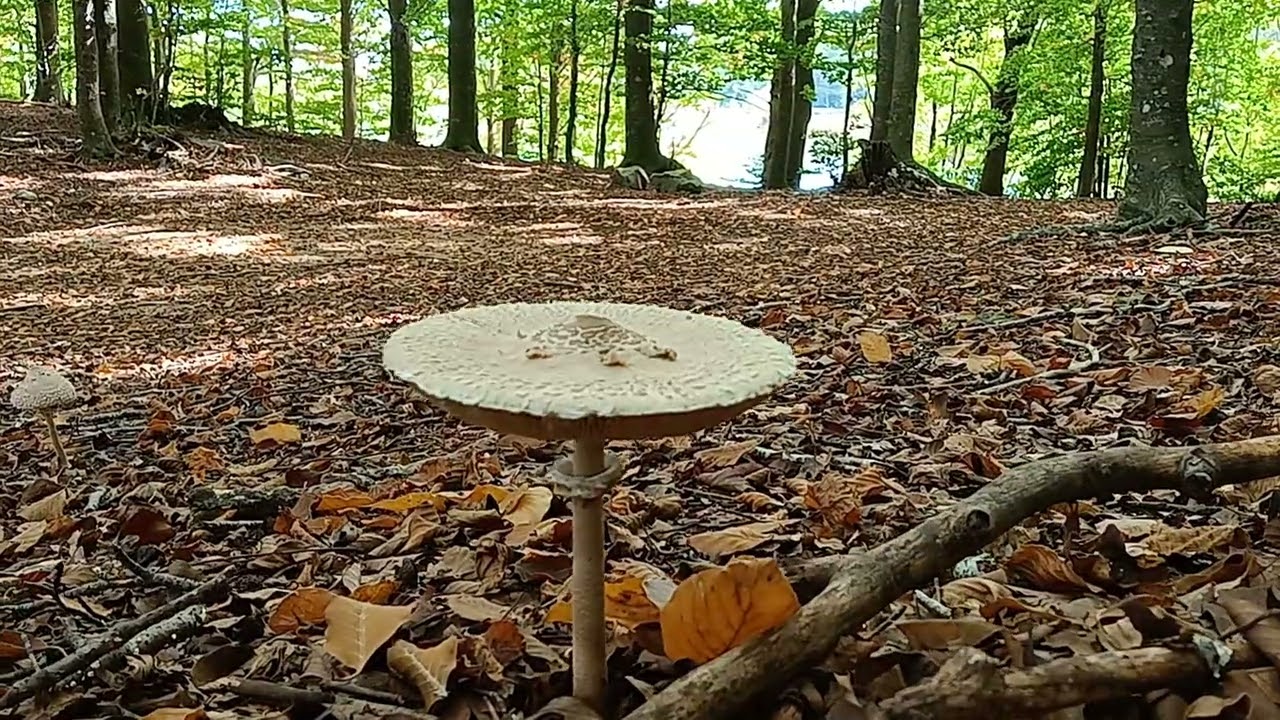 Nordic forest in Mediterranean land