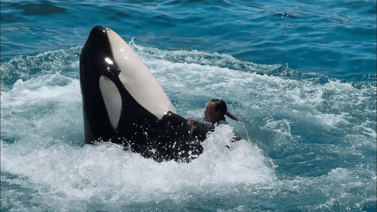 鴨川シーワールド 鴨シー シャチショー シャチパフォーマンス 2024.05.18 12:30