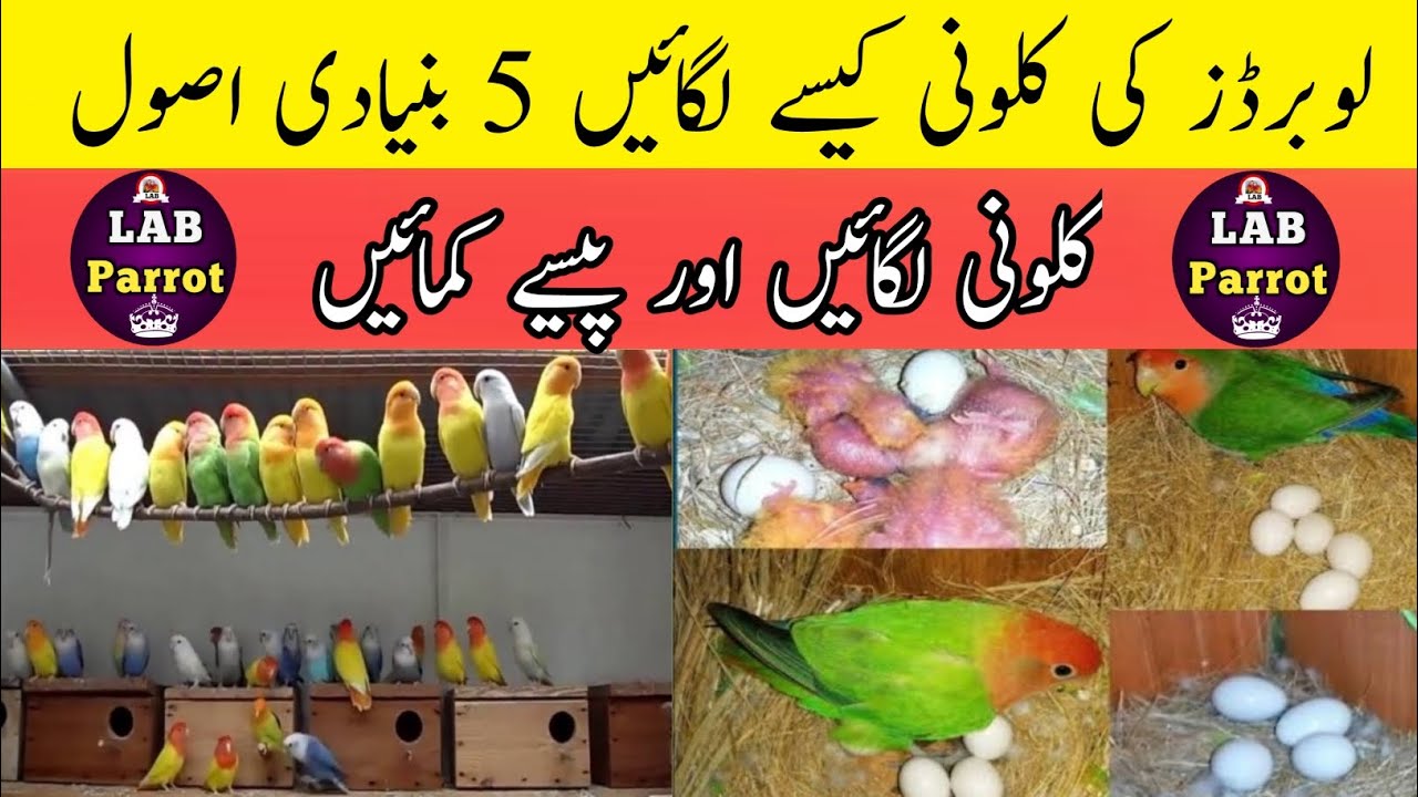 love birds ki colony bnane ka tariqa | love birds colony lagaen or paise kamayen