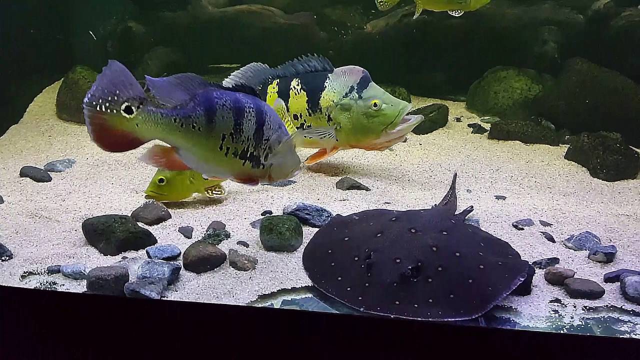 Cichla kelberi 2016-07-12