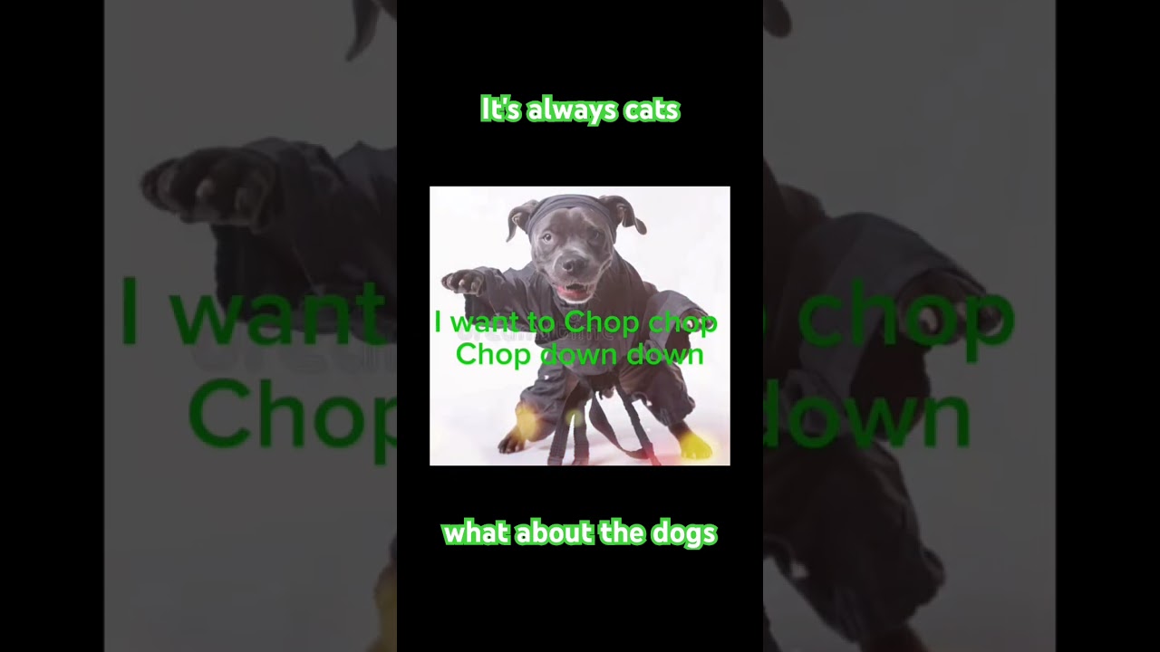 Why always the cat. what about the dogs #dogninja