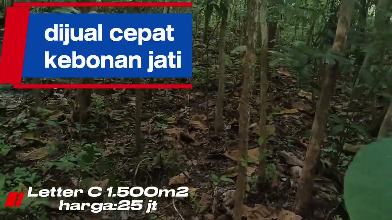 Tanah full jati harga murah meriah 