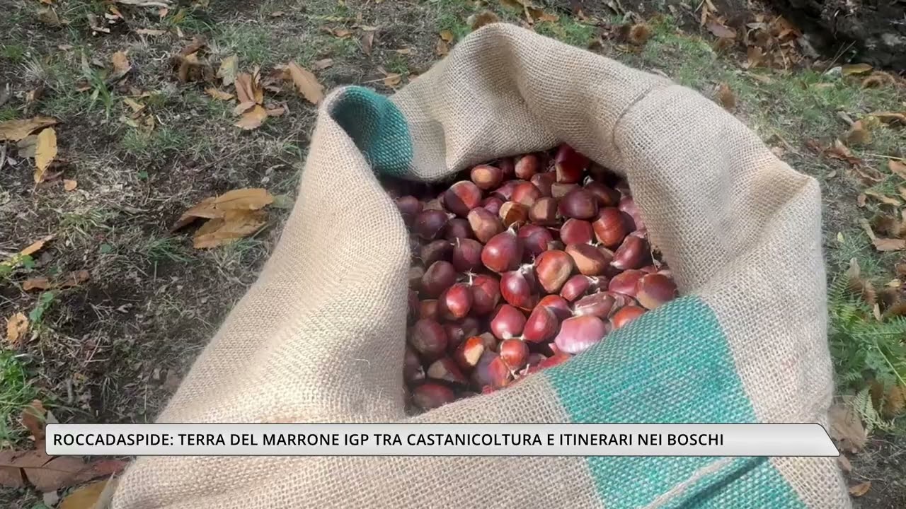 Roccadaspide: terra del Marrone IGP tra castanicoltura e itinerari nei boschi
