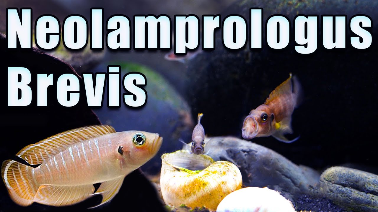 A Bulldog in Your Aquarium? Neolamprologus brevis Care and Breeding