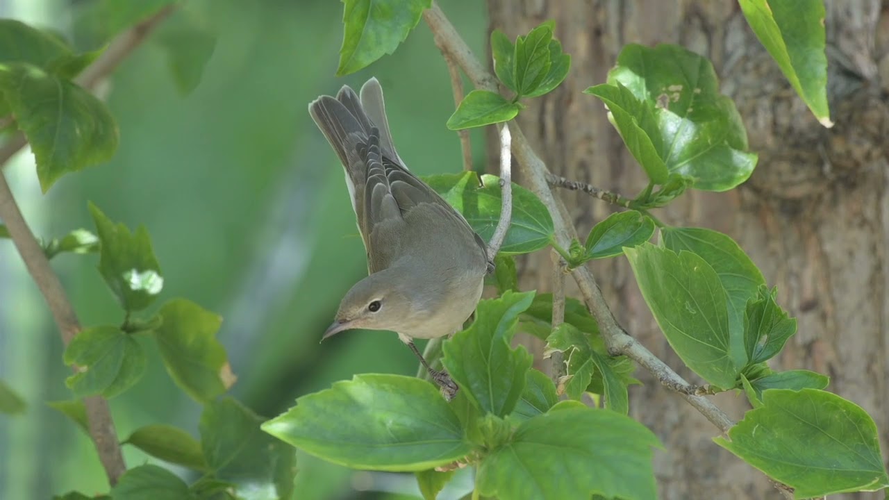 Sylvia warblers, Sylviidae