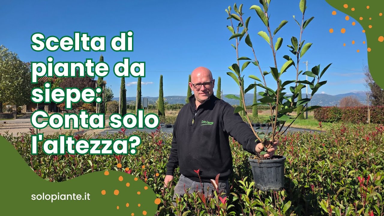 Come scegliere una pianta da siepe: conta solo l’altezza?
