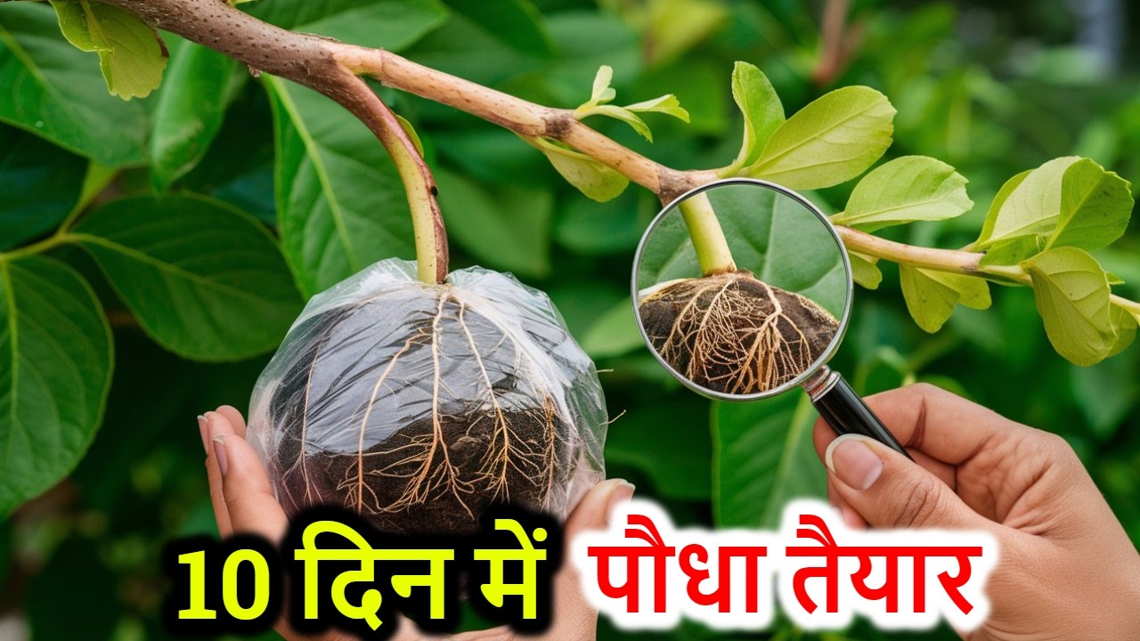इन 7 पौधों में बहुत जल्दी जड़ें आ जाएगी | Top Fruit Plants for Fast Air Layering and Quick Fruiting