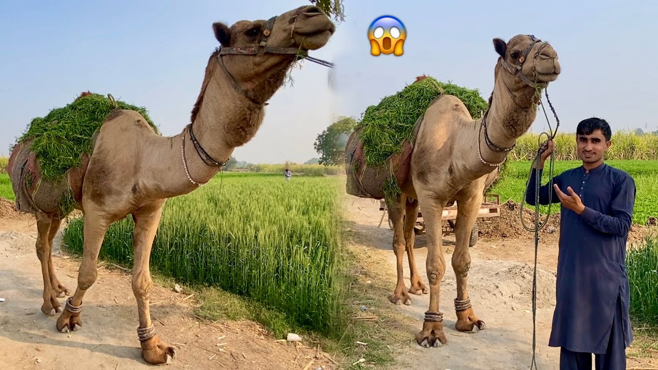 Qurbani Ka Janwar CAMEL 🐪 