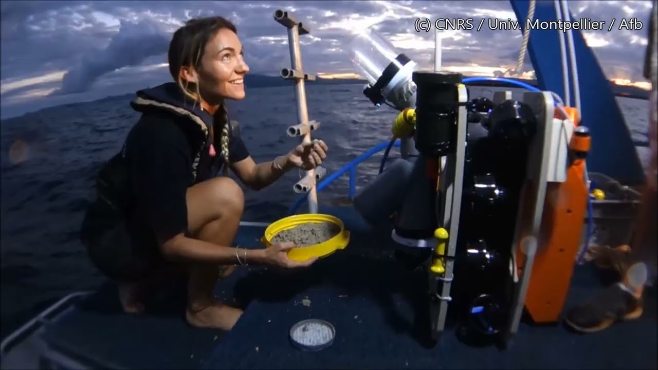 Collecting cone snail in Mayotte using Flipper, our ROV, in juin 2017