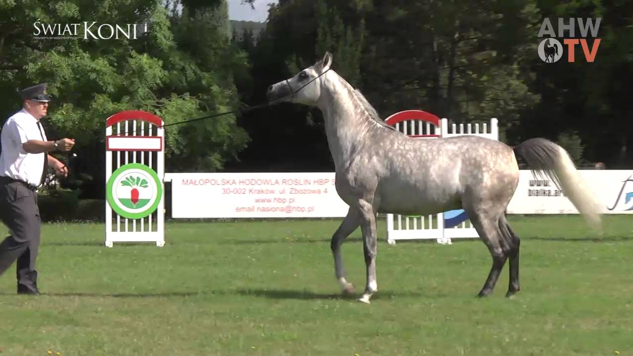 Parada hodowlana Białka 2016