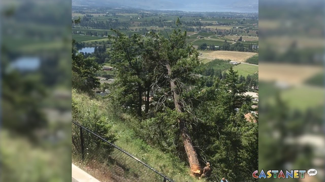 Illegal tree cutting