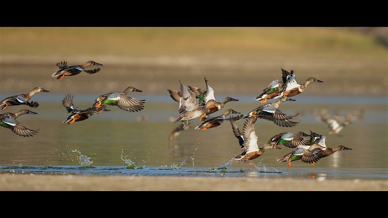 le lac Kerkini en octobre (sélectionné pour le festival de l'oiseau 2020 !)