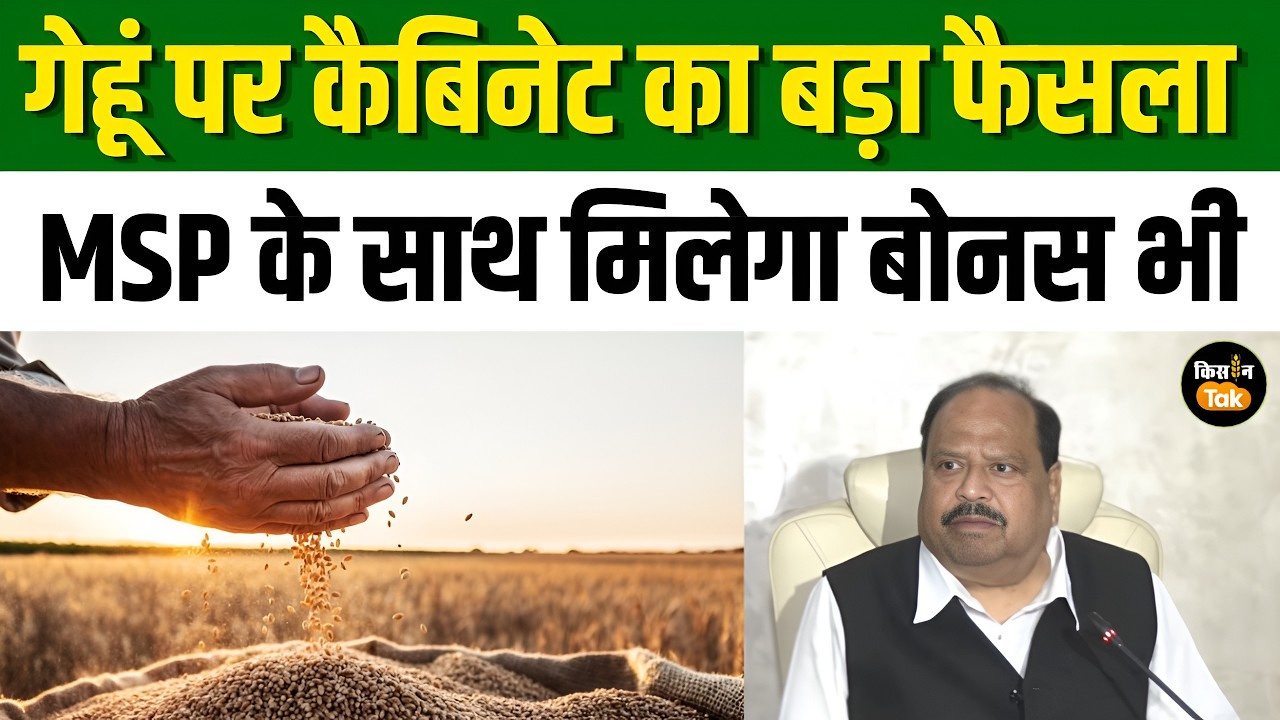 MP News: गेहूं खरीद को लेकर MP कैबिनेट का बड़ा फैसला, MSP और बोनस को लेकर हुआ बड़ा ऐलान #mspnews