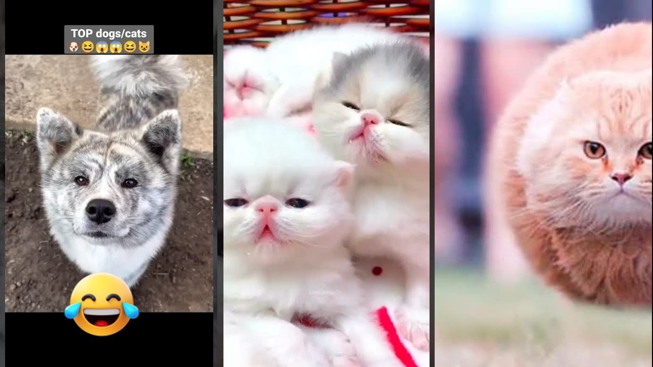 Cat Lover 😹 Will Cheer you Up 🥰 #worldofanimals Episode 2827
