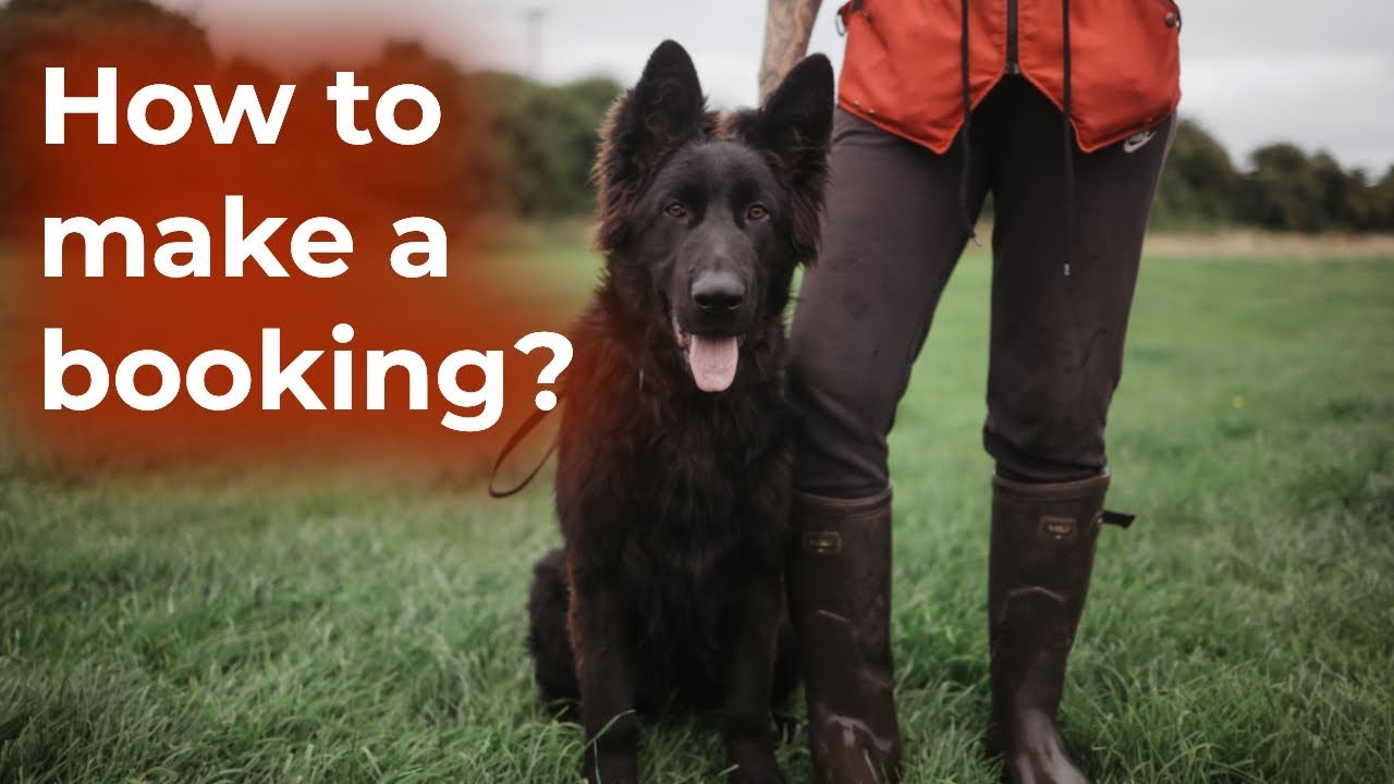 Book Your Dog for Residential Training Programs and Boarding