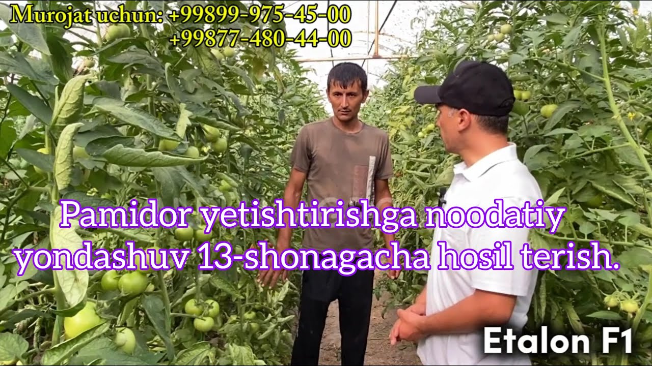 Etalon F1 билан 13-шонагача ҳосил териш, памидор етиштиришга ноодатий ёндашуви.