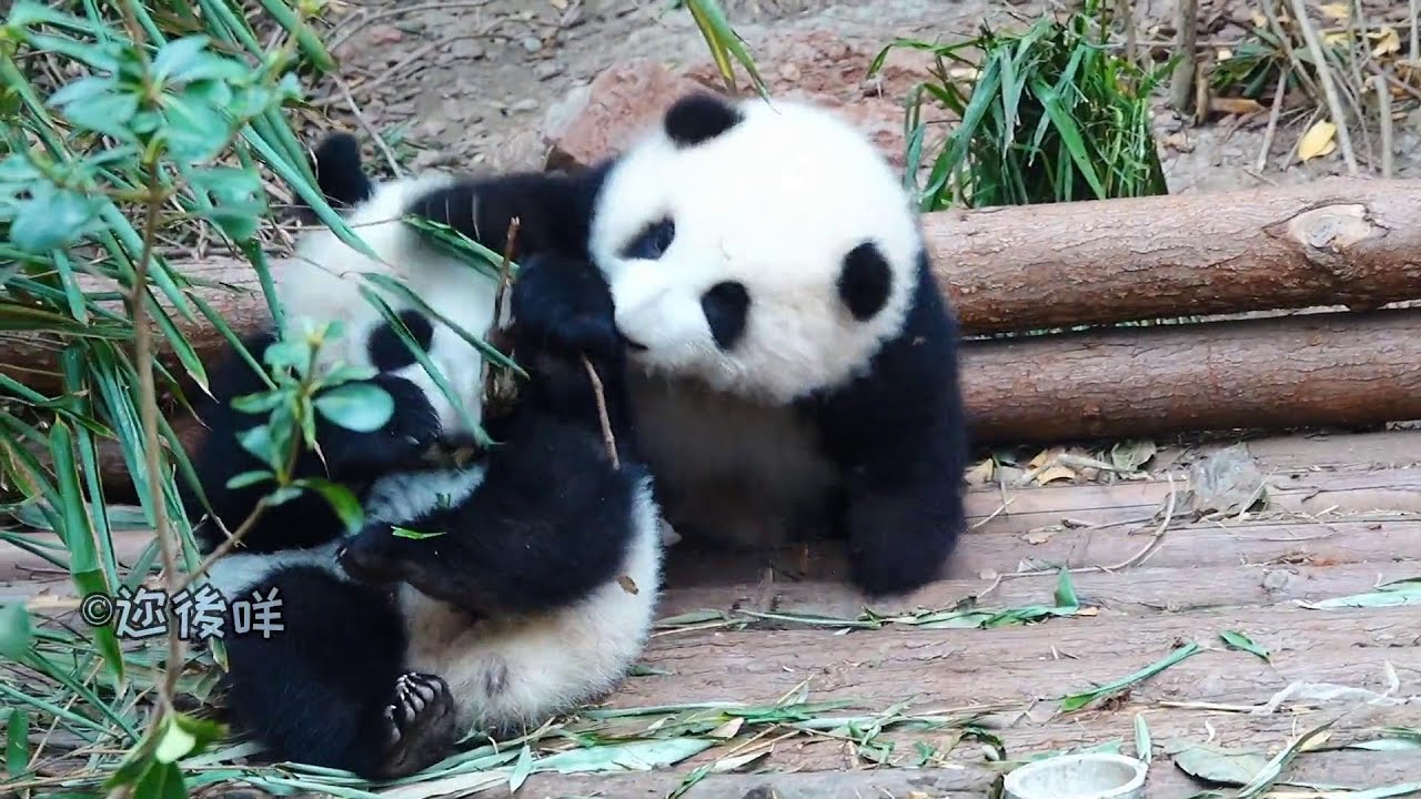 小和花主动找艾玖打架, 打完就跑😍HeHua Found AiJiu To Fight, And Ran Away After Fight, Fell Many Times While Running