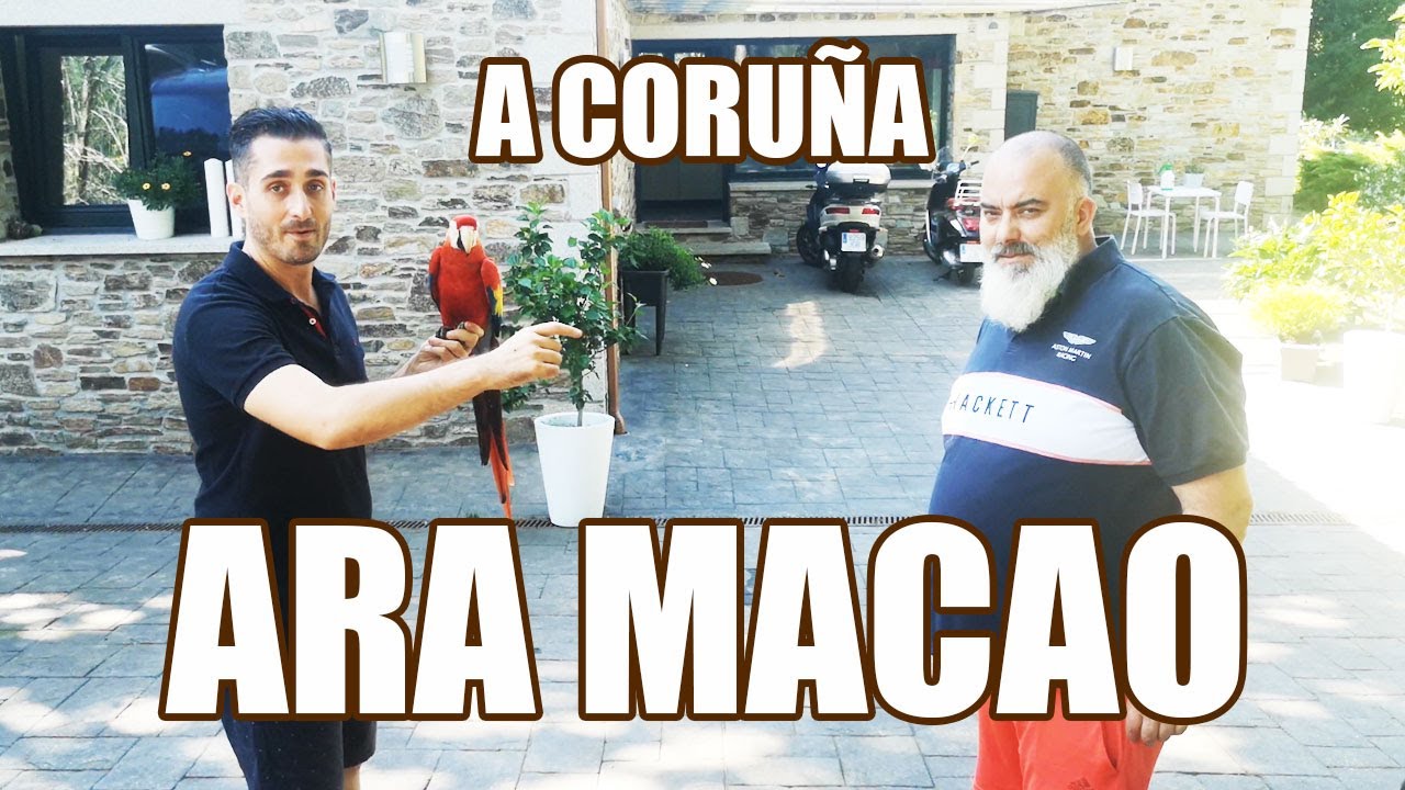 loro ara macao en casa de Alberto Buyo (A Coruña)