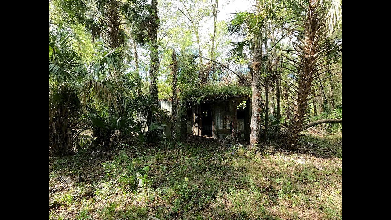 Abandoned Cabin and Tree Adventure