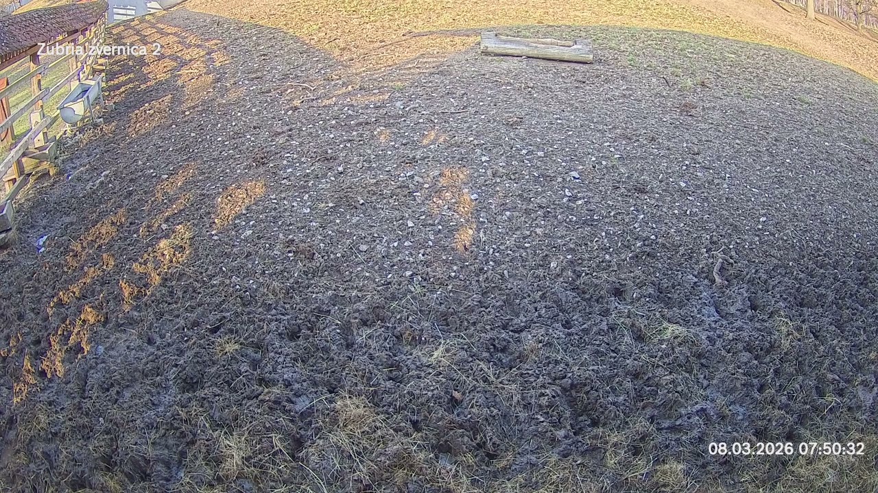 Zubria zvernica (cam213) 08.03.2026 o 07:54