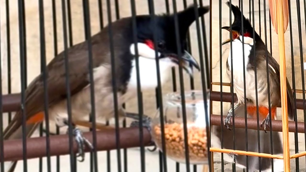 Đi Thi Chim Và Tuyển Được Mấy Chú Chim Bộ Đẹp Phách Chơi Rê Cầu Xoè Choé Rất Hay 20/1/26