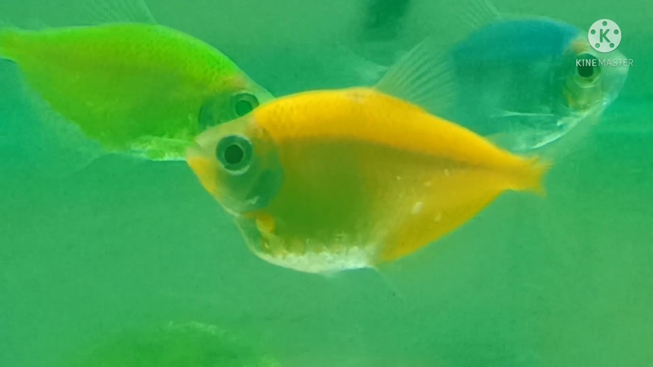 BUDIDAYA GLOFISH (Part 1)