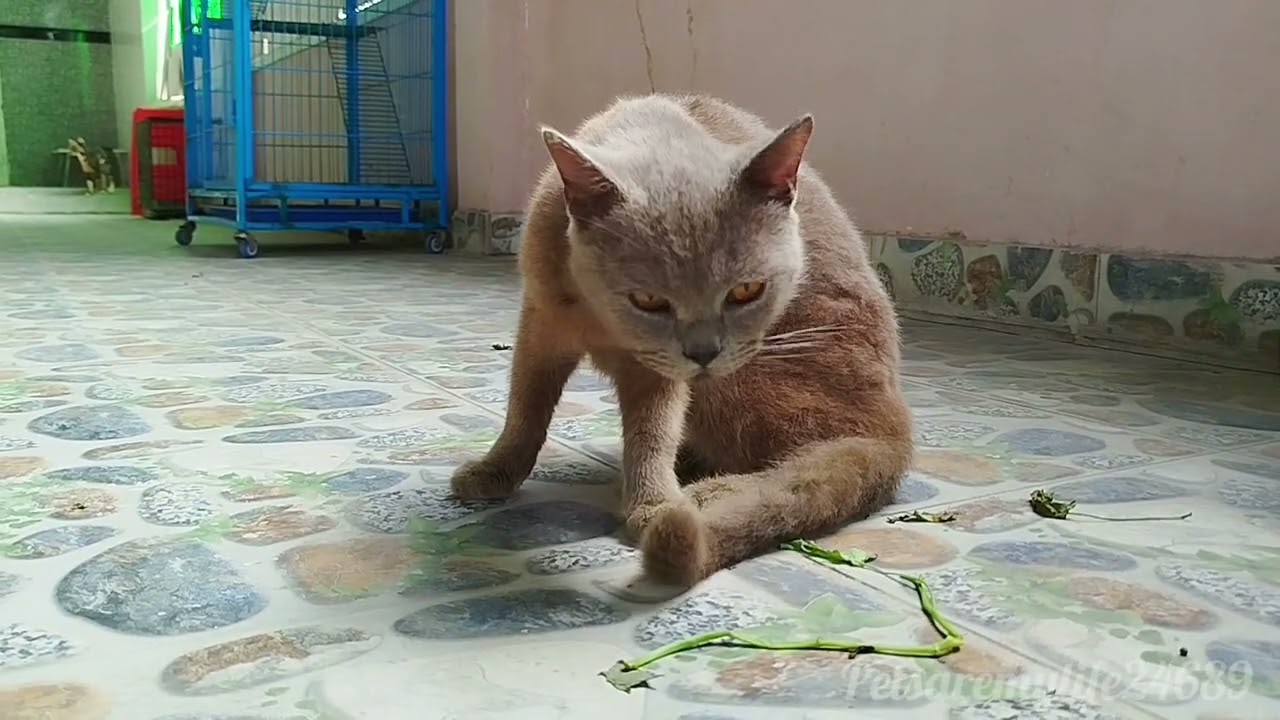 The Cat Family At Our Home-Based Rescue This Morning