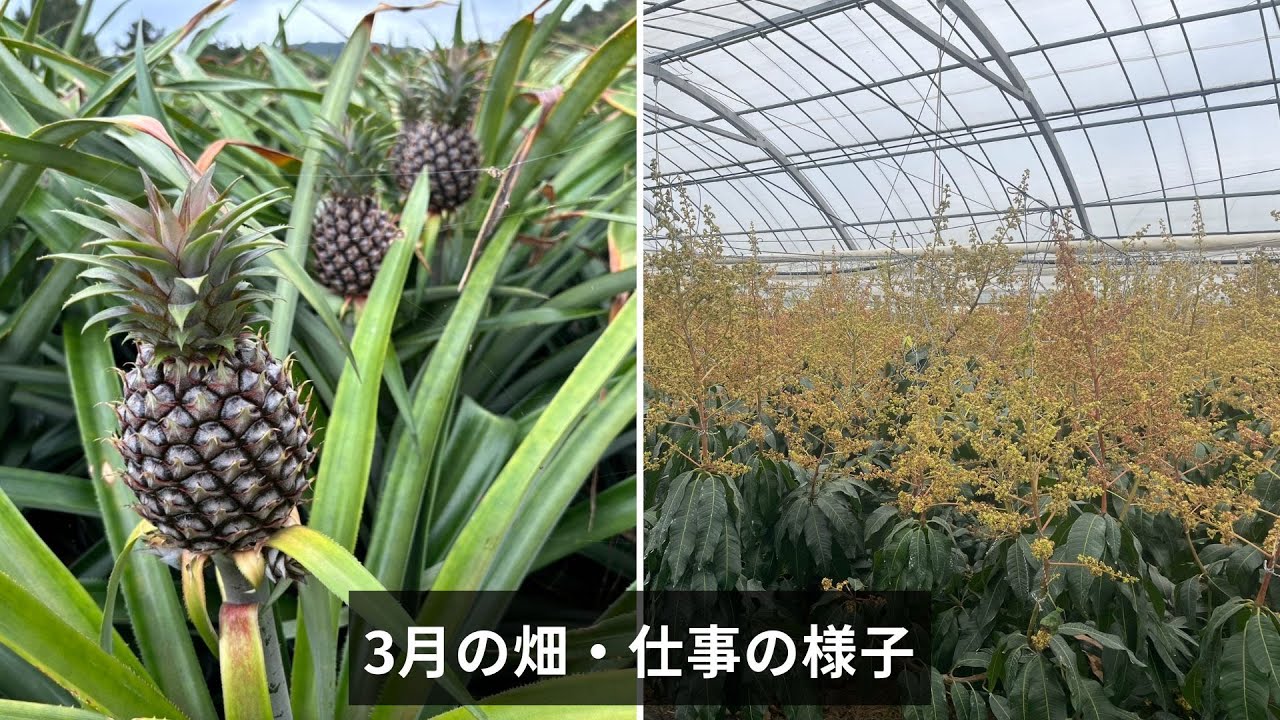 【農園ファイミール】3月の作業の様子
