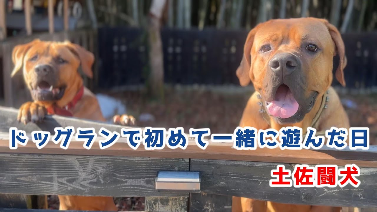 ドッグランで初めて一緒に遊んだ日【土佐闘犬】