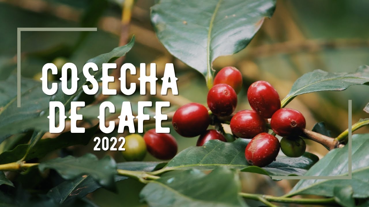 COSECHA DE CAFE 2022 | CAFE DE ESPECIALIDAD | PROCESO DEL CAFE | FINCA HERRADURA