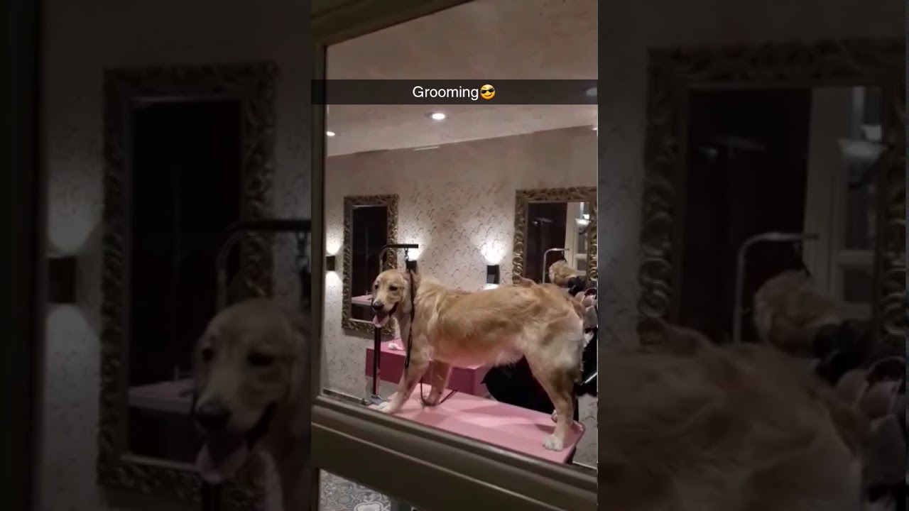 Doggo chilling at critterati