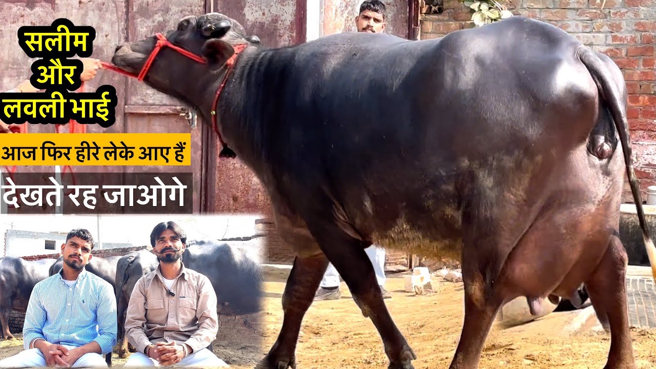 आज फिर एक हिरा लेके आए हैं || देखते ही रह जाओगे #buffalo #dairyfarm 