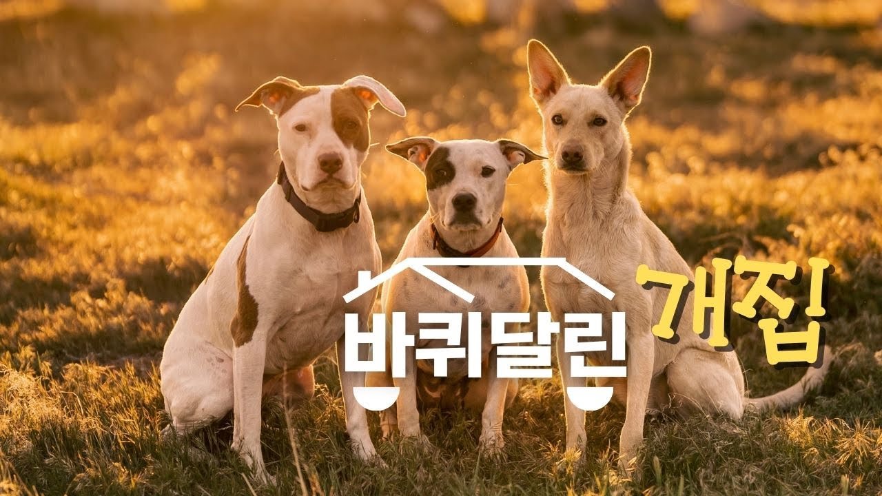 캠핑카로 매일 여행하는 3마리 강아지들의 24시간