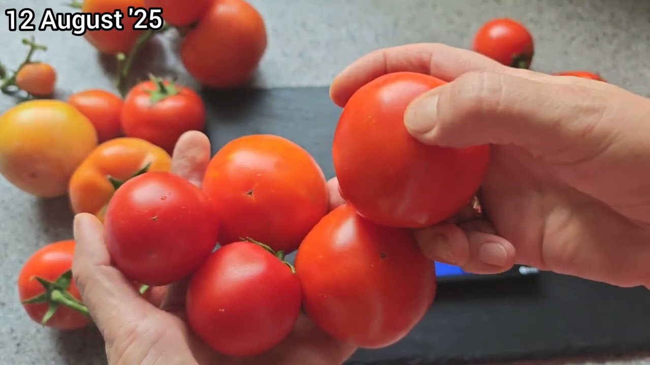 Tomaten Sorten'25🍅Zagadka🍅Geheimnis🍅Загадка🍅Infos zu Samen-in der Beschreibung