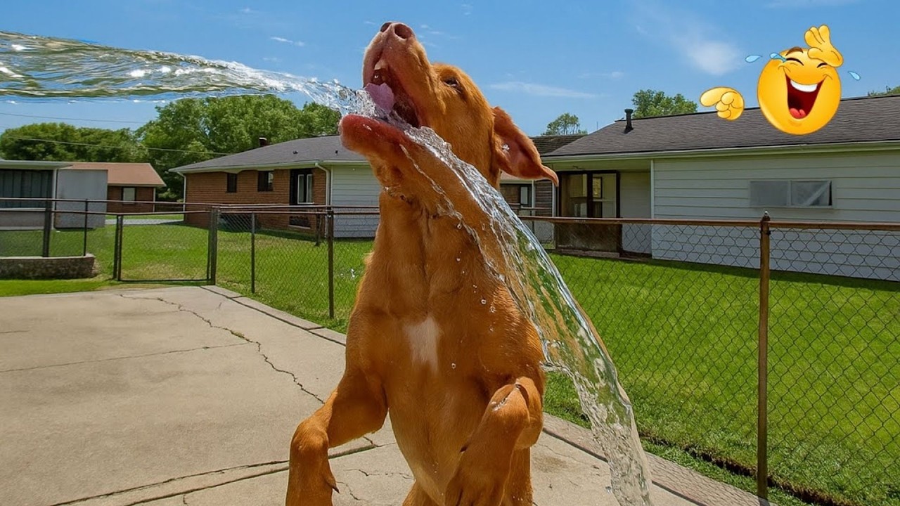 HILARIOUS DOGS Being Weird 🤪 NEW Funniest Dogs Video 2026