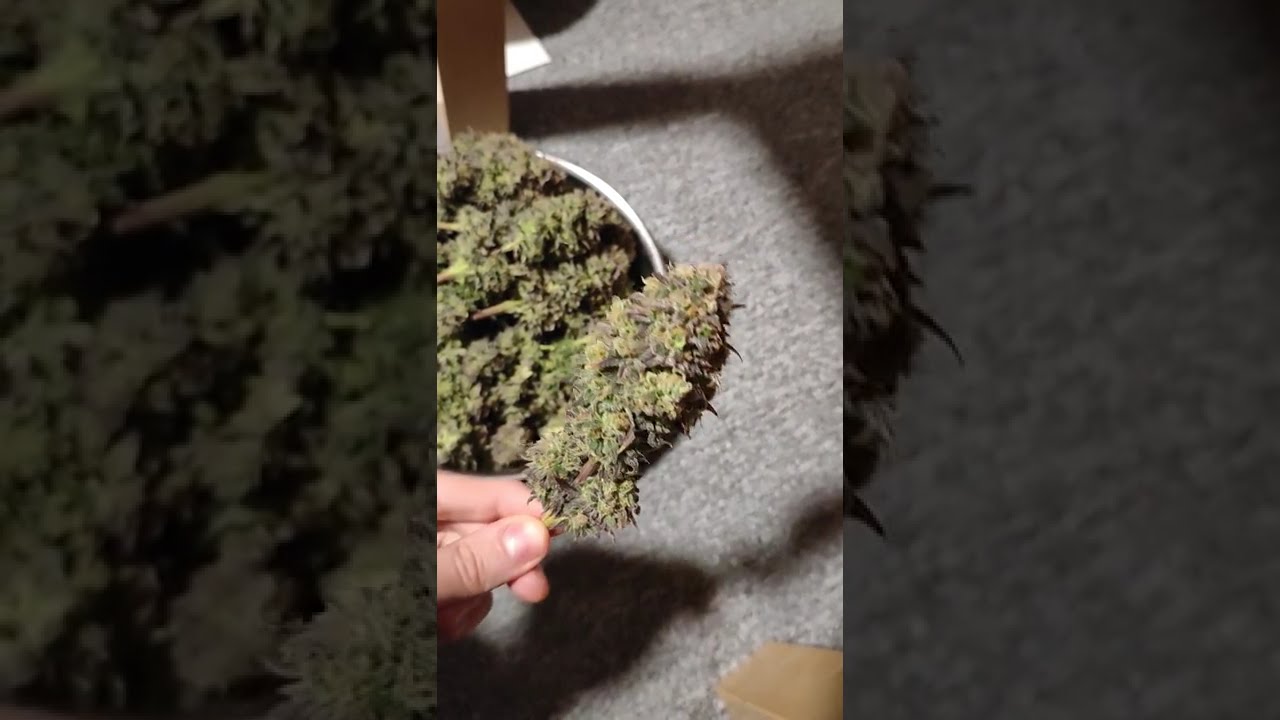 Hulkberry by @royalqueenseedsglobal