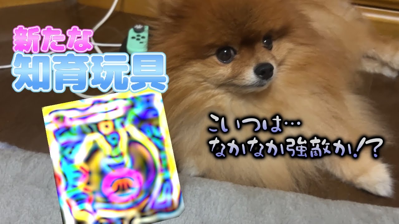 【知育】新たなオモチャを手に入れてたポメラニアン兄弟！