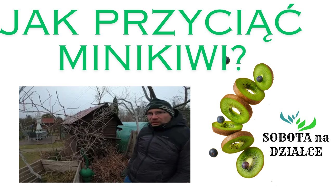 Jak przyciąć mini-kiwi?