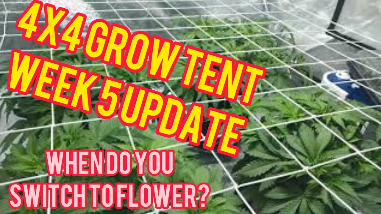 Week 5: 4x4 Cannabis Grow Tent - When to Switch to Flower?