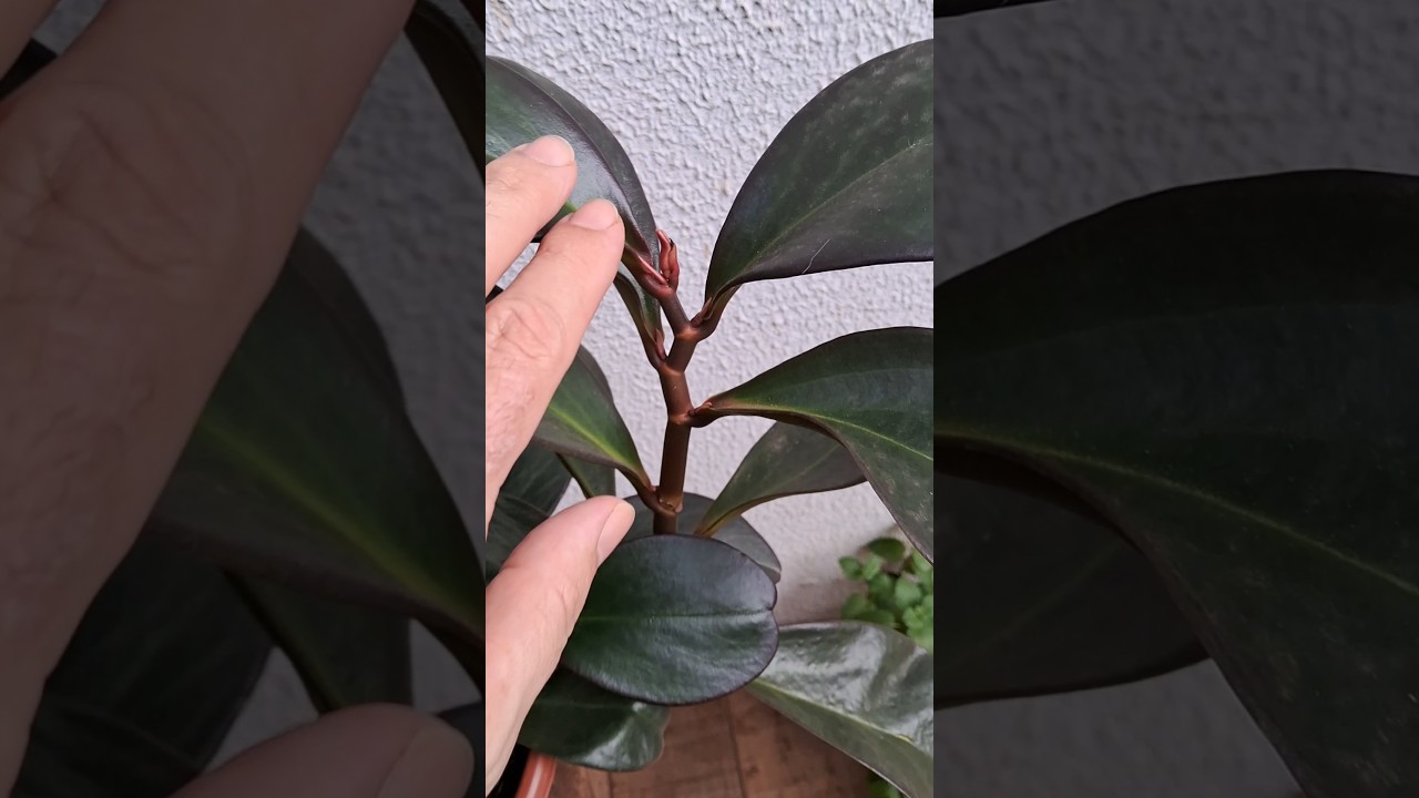 Peper&ocirc;mia Rubra atingindo sua colora&ccedil;&atilde;o avermelhada 🪴😍🥰 #plantas #peperomia #nature #jardimemcasa