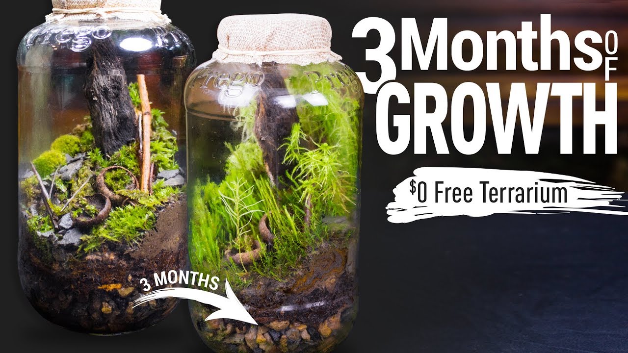3 Month Update: $0 FREE Terrarium